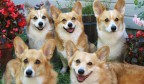 corgi-family-portrait-best