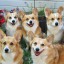 corgi-family-portrait-best