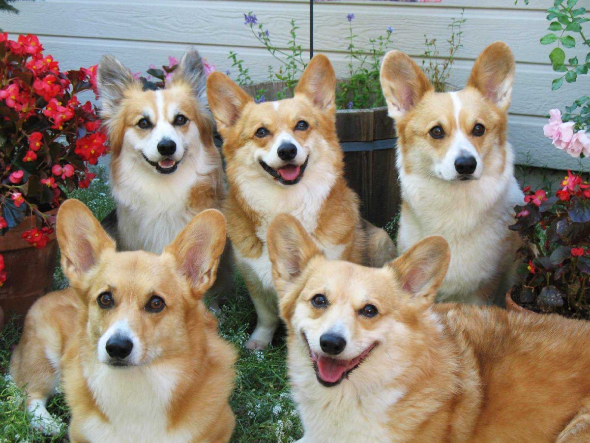 are corgis good lap dogs